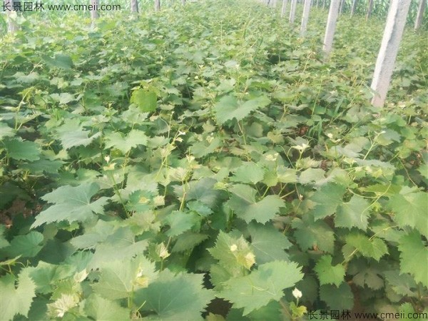 葡萄種子圖片 葡萄種子圖片