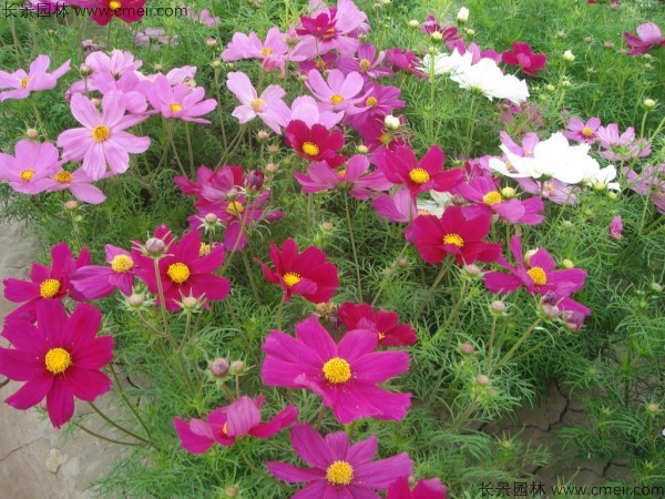 波斯菊種子發芽出苗開花圖片 波斯菊種子發芽出苗開花圖片