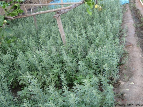 沙棗種子發(fā)芽出苗圖片