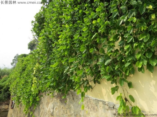 油麻藤開(kāi)花樹葉樹藤圖片