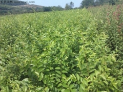 6月可以播種櫸樹嗎？