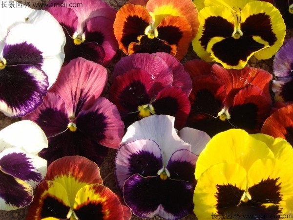 三色旋花種子發芽出苗開花圖片 三色旋花種子發芽出苗開花圖片