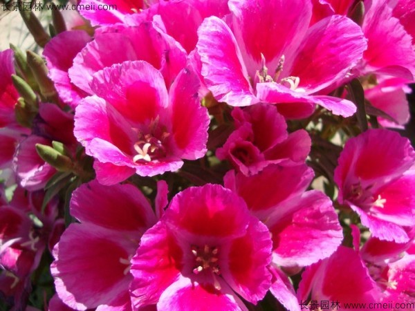 古代稀種子發芽出苗開花圖片 古代稀種子發芽出苗開花圖片