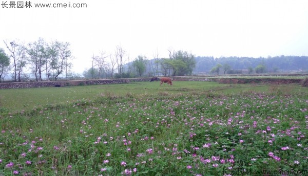 紅花酢漿草種子發芽出苗開花圖片