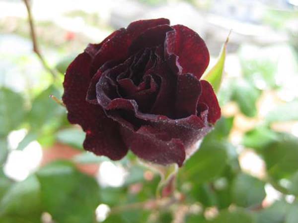 黑色月季花黑顏色月季 黑色月季花黑顏色月季