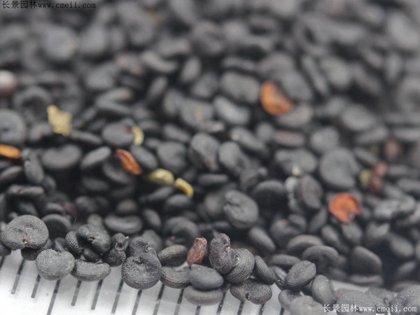 肥皂草種子 肥皂草種子