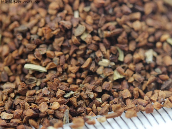 月見(jiàn)草種子 月見(jiàn)草種子