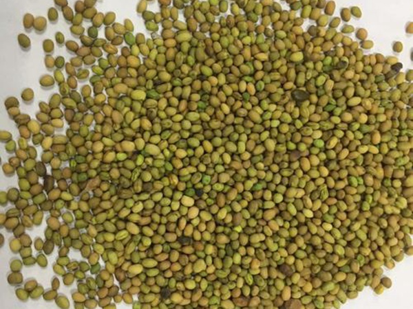 白刺花種子 白刺花種子