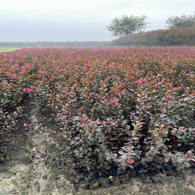 長景園林矮紫薇 長景園林矮紫薇