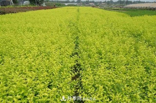 值得收藏！這些全國著名苗木產(chǎn)地你知道幾個(gè)？