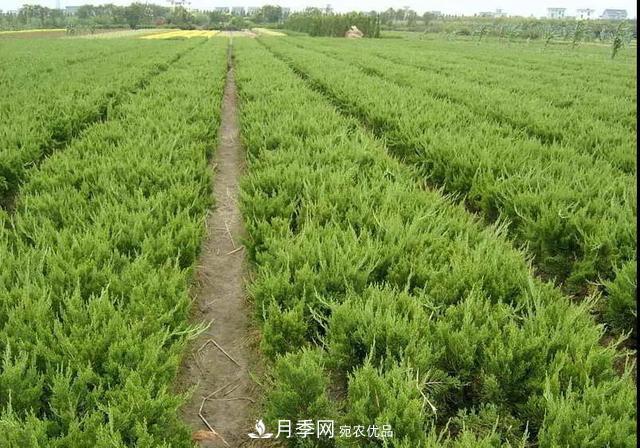 值得收藏！這些全國著名苗木產(chǎn)地你知道幾個(gè)？