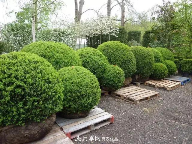 值得收藏！這些全國著名苗木產(chǎn)地你知道幾個(gè)？