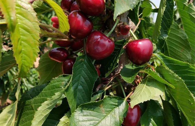 櫻桃樹(shù)苗幾月份種植?櫻桃苗種植方法 櫻桃樹(shù)苗幾月份種植?櫻桃苗種植方法