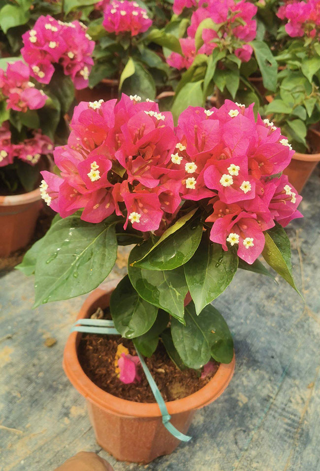 重瓣大紅三角梅