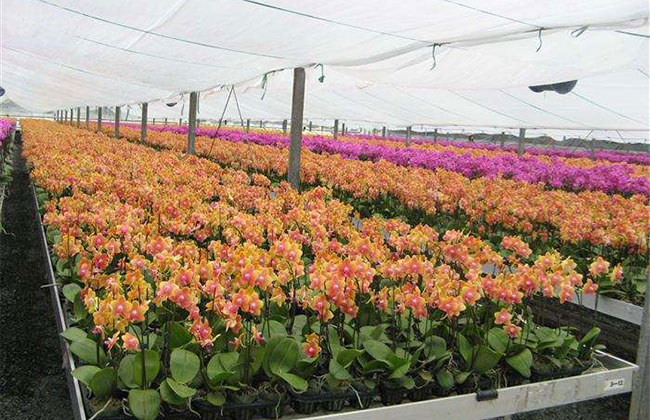 蝴蝶蘭的象征意義是什么? 蝴蝶蘭的象征意義是什么?