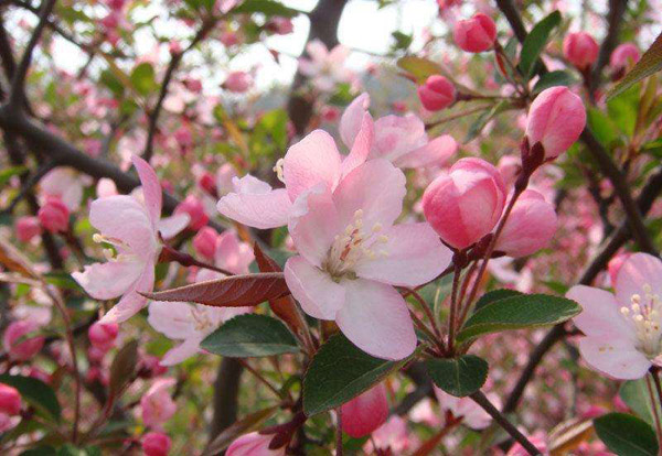 垂絲海棠 垂絲海棠