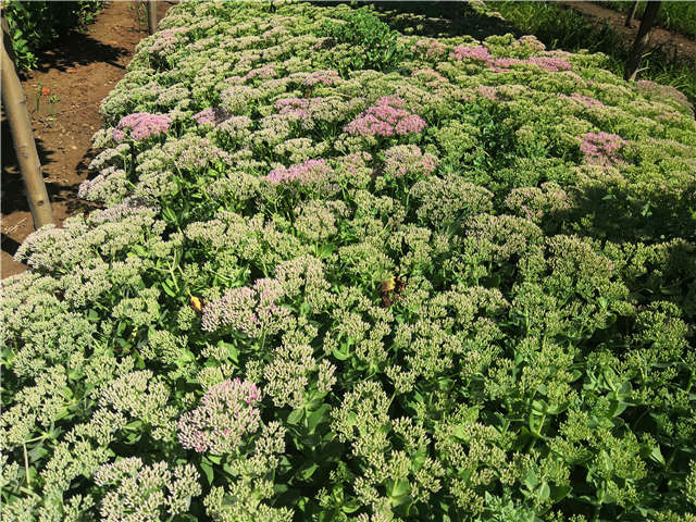 沭陽長景園林八寶景天種植基地實拍圖片 沭陽長景園林八寶景天種植基地實拍圖片