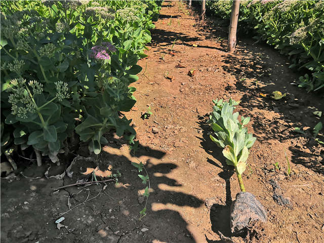 沭陽長景園林八寶景天種植基地實拍圖片 沭陽長景園林八寶景天種植基地實拍圖片