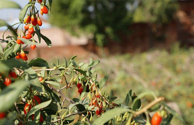 枸杞子多少錢一棵?2020年枸杞子價格最新行情預測 枸杞子多少錢一棵?2020年枸杞子價格最新行情預測