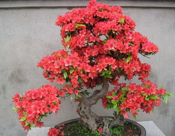 杜鵑花盆景 杜鵑花盆景