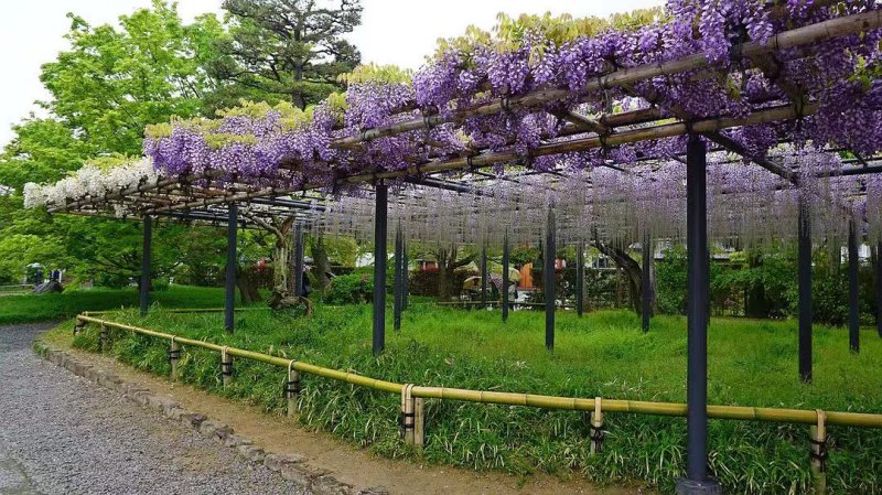 安了寺紫藤日系日本白色紫藤 安了寺紫藤日系日本白色紫藤
