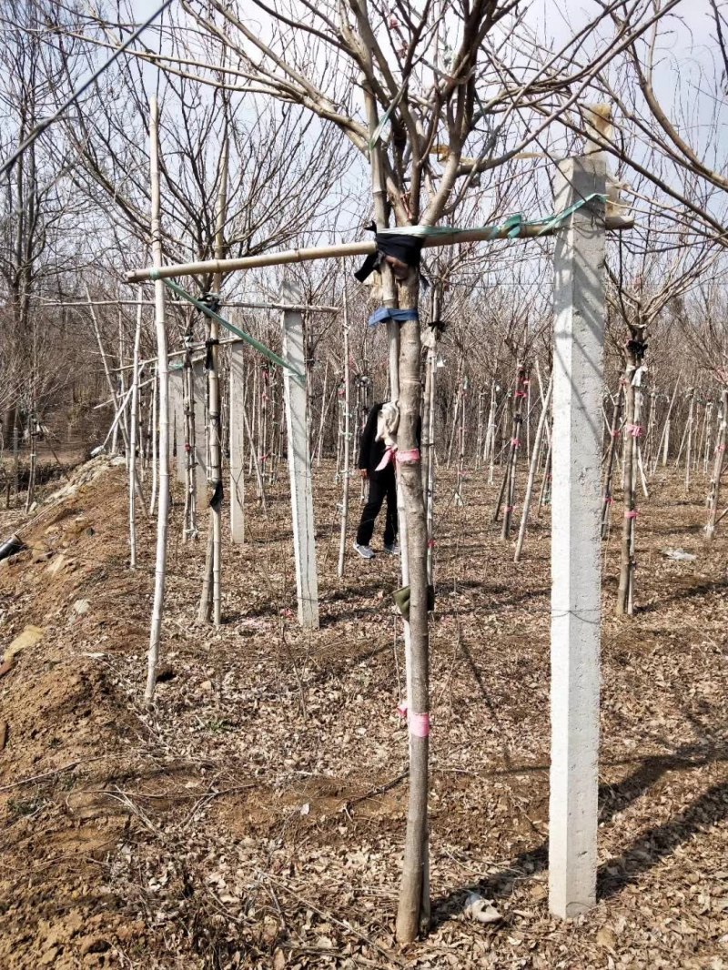 安了寺紫藤日系日本白色紫藤 安了寺紫藤日系日本白色紫藤