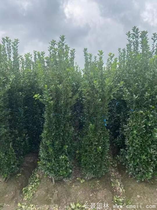 大葉黃楊柱 大葉黃楊柱