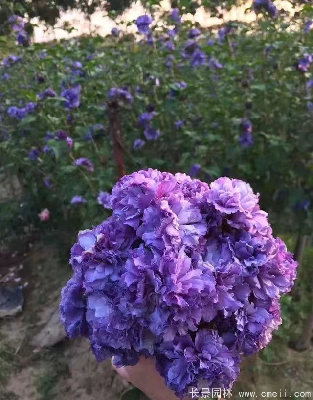 藍莓冰沙木槿 藍莓冰沙木槿