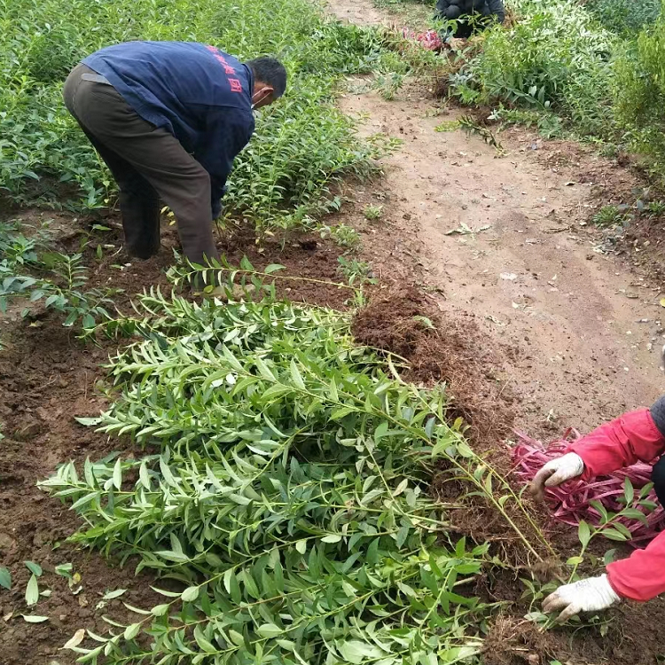 金鐘花開花過后夏季的樣子 金鐘花開花過后夏季的樣子