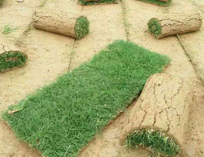 矮生百慕大和果嶺草哪個(gè)好?百慕大與果嶺草區(qū)別 矮生百慕大和果嶺草哪個(gè)好?百慕大與果嶺草區(qū)別