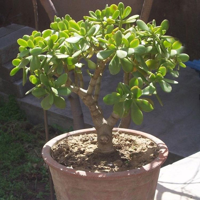 1606725446889535.jpg 5種便宜花卉,越養越值錢