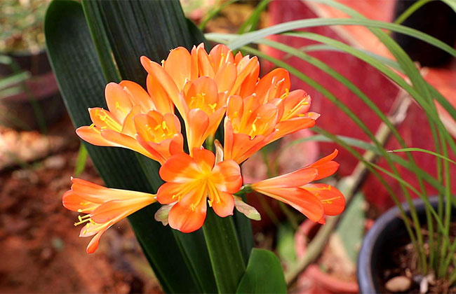 1606725500404567.jpg 君子蘭換盆方法6.jpg