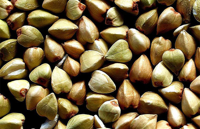 苦蕎麥價格多少錢一棵?苦蕎麥如何種植? 苦蕎麥價格多少錢一棵?苦蕎麥如何種植?