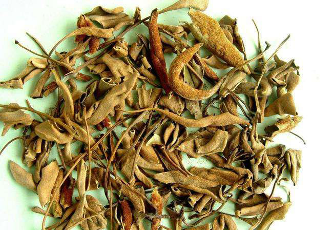 石韋的功效與作用有哪些?石韋種植前景怎么樣? 石韋的功效與作用有哪些?石韋種植前景怎么樣?