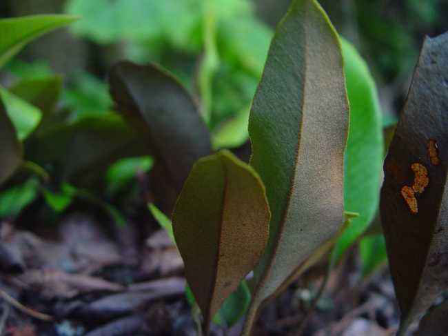 石韋的功效與作用有哪些?石韋種植前景怎么樣? 石韋的功效與作用有哪些?石韋種植前景怎么樣?
