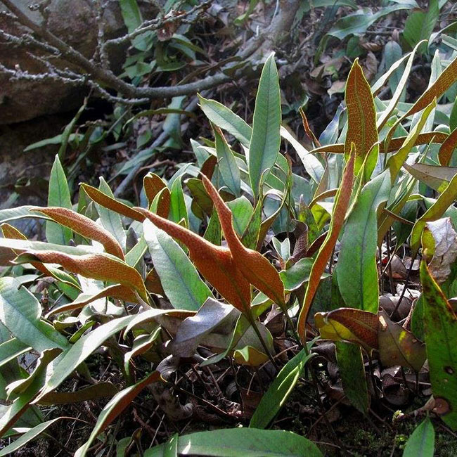 石韋的功效與作用有哪些?石韋種植前景怎么樣? 石韋的功效與作用有哪些?石韋種植前景怎么樣?