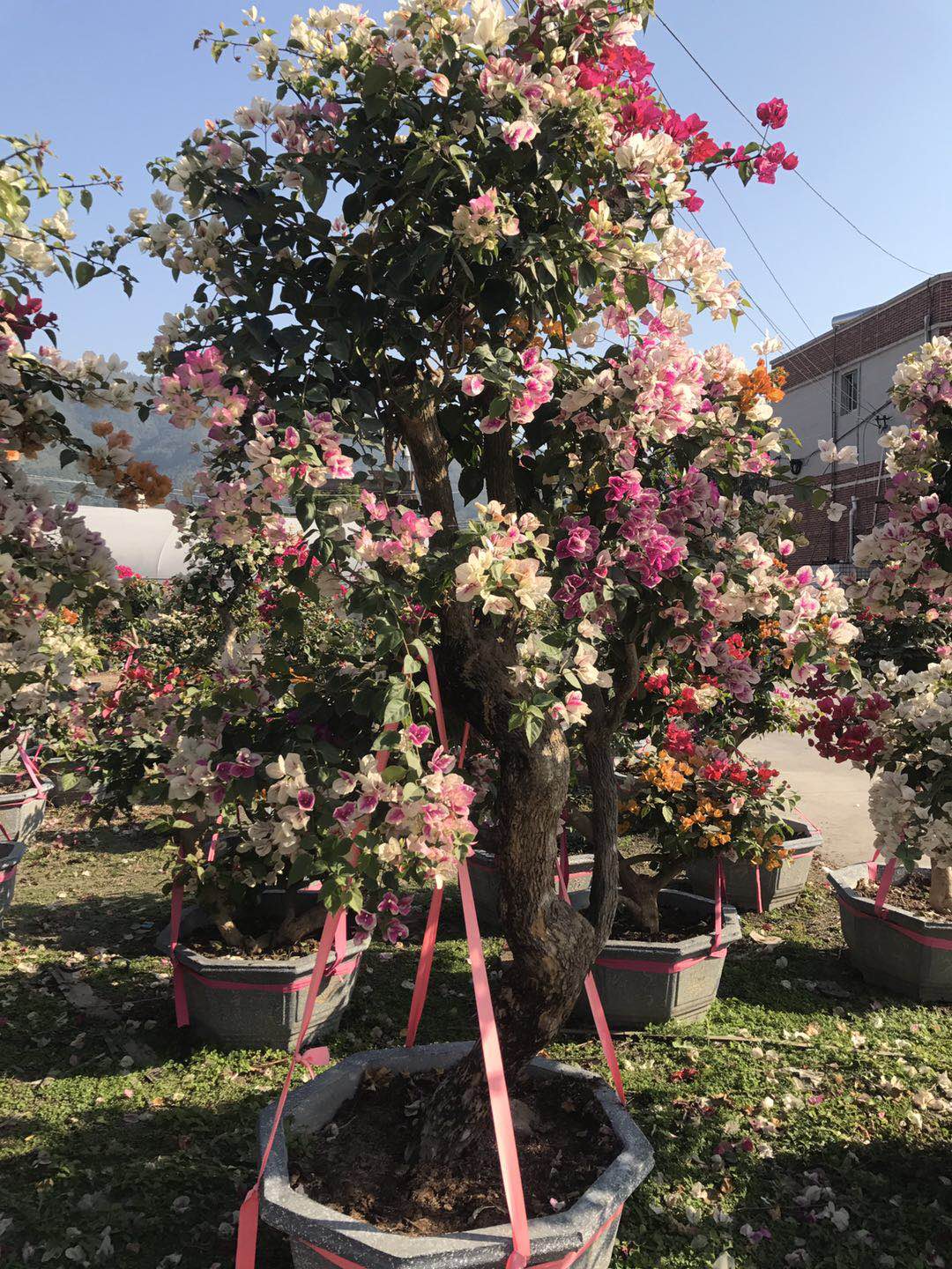 三角梅盆栽.jpg 三角梅盆栽.jpg