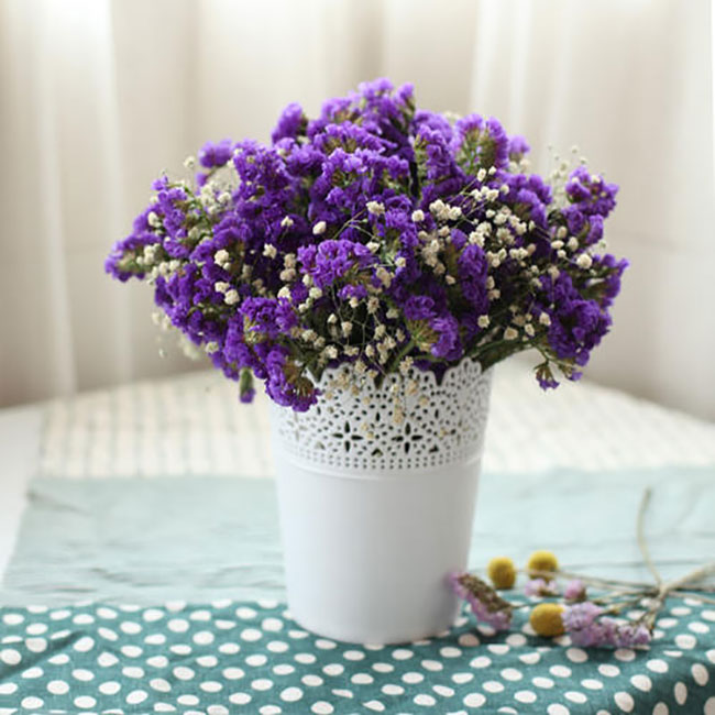 勿忘我盆栽種植 勿忘我盆栽種植