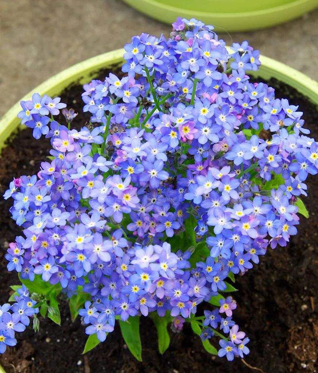 勿忘我盆栽種植 勿忘我盆栽種植