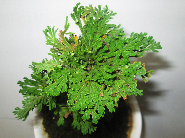 卷柏盆景 卷柏盆景