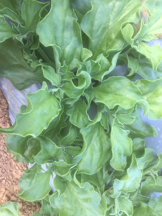 冰草又名冰菜,近幾年在市場上是極為熱銷的綠色菜品。冰草營養價值高,吃起來口感鮮美,營養價值高,市場價格很高,種植經濟效益很不錯。冰草以前我國是沒有的,它原產非洲,后來因為經濟營養價值高,引種種植,目前的發展前景很不錯。那么美,種植冰草有前景嗎?種植冰草收入怎樣?下面我們一起來看看吧! 一、種植冰草有前景嗎? 冰草是一種新的特色食材,它的表面有水滴狀的結晶,看起來表面結了一層冰,所以取名冰菜。冰草吃起來爽口、多汁,營養價值高,一公斤售價十幾元,很受市場歡迎。冰草的生長期長達6個月,一年可以種植兩茬,畝產量高達3000公斤,按照現在的行情,每公斤冰菜可以賣到10元,種植效益非??捎^。冰草不僅可以食用,還能起到美容、預防三高的作用,種植前景很不錯。 二、種植冰草收入怎樣? 冰草是一種比較爽口的蔬菜,食用方法也很多,用它配上一些芝麻醬,然后蘸著醬,非常好吃。冰草是我國產的,它是從非洲引進來的,種植的時候要提高肥水的使用效率,這樣有助于增產。冰草口感脆嫩,以做涼拌菜為主。冰草屬于高端蔬菜,多數從大連等地引進,售價高達30元每公斤。從去年春天開始,范學江經朋友介紹開始嘗試種植冰菜,經過一年的嘗試,發現種植冰草的收入很可觀,產地收購價10元每公斤,一畝地可產3000公斤,那么一畝地最低收益3萬元。 三、種植冰草的方法 1、播種 冰草種子小,浸種催芽,播種溫度控制在20℃,薄土覆蓋,播種后35—40天可出芽,培育苗高5厘米左右就可以移栽入圃了。 2、移栽 冰菜耐干旱性強,透氣好、排水良好的土壤種植效果好,移栽幼苗的時候注意溫度和光照,株距為30~40cm,控制行距,移栽后澆一次大水,緩苗大約10左右恢復長勢。 3、管理 給冰菜澆水的時候添加點食用鹽,葉面出現萎蔫的時候就可以澆水了,時間盡量清晨,溫度在10~30℃生長快,低于10℃發生凍害,夏季養護采取遮光措施。 4、采收 葉面附著的結晶成型之后就是冰菜采收的時間,一般2個月左右就可采收,生長高度在10cm左右。采收后的蔬菜需要低溫環境中保存,環境溫度過高,會導致冰草變質。 以上就是關于種植冰草有前景嗎和種植冰草收入怎樣的相關介紹,冰草產地批發報價可到中國花木網查詢,以上價格信息均是花木網商家提供的實時報價,不過因為苗木行情變化較大,所以僅供參考,采購冰草可查詢商家電話詢價。 冰草又名冰菜,近幾年在市場上是極為熱銷的綠色菜品。冰草營養價值高,吃起來口感鮮美,營養價值高,市場價格很高,種植經濟效益很不錯。冰草以前我國是沒有的,它原產非洲,后來因為經濟營養價值高,引種種植,目前的發展前景很不錯。那么美,種植冰草有前景嗎?種植冰草收入怎樣?下面我們一起來看看吧! 一、種植冰草有前景嗎? 冰草是一種新的特色食材,它的表面有水滴狀的結晶,看起來表面結了一層冰,所以取名冰菜。冰草吃起來爽口、多汁,營養價值高,一公斤售價十幾元,很受市場歡迎。冰草的生長期長達6個月,一年可以種植兩茬,畝產量高達3000公斤,按照現在的行情,每公斤冰菜可以賣到10元,種植效益非??捎^。冰草不僅可以食用,還能起到美容、預防三高的作用,種植前景很不錯。 二、種植冰草收入怎樣? 冰草是一種比較爽口的蔬菜,食用方法也很多,用它配上一些芝麻醬,然后蘸著醬,非常好吃。冰草是我國產的,它是從非洲引進來的,種植的時候要提高肥水的使用效率,這樣有助于增產。冰草口感脆嫩,以做涼拌菜為主。冰草屬于高端蔬菜,多數從大連等地引進,售價高達30元每公斤。從去年春天開始,范學江經朋友介紹開始嘗試種植冰菜,經過一年的嘗試,發現種植冰草的收入很可觀,產地收購價10元每公斤,一畝地可產3000公斤,那么一畝地最低收益3萬元。 三、種植冰草的方法 1、播種 冰草種子小,浸種催芽,播種溫度控制在20℃,薄土覆蓋,播種后35—40天可出芽,培育苗高5厘米左右就可以移栽入圃了。 2、移栽 冰菜耐干旱性強,透氣好、排水良好的土壤種植效果好,移栽幼苗的時候注意溫度和光照,株距為30~40cm,控制行距,移栽后澆一次大水,緩苗大約10左右恢復長勢。 3、管理 給冰菜澆水的時候添加點食用鹽,葉面出現萎蔫的時候就可以澆水了,時間盡量清晨,溫度在10~30℃生長快,低于10℃發生凍害,夏季養護采取遮光措施。 4、采收 葉面附著的結晶成型之后就是冰菜采收的時間,一般2個月左右就可采收,生長高度在10cm左右。采收后的蔬菜需要低溫環境中保存,環境溫度過高,會導致冰草變質。 以上就是關于種植冰草有前景嗎和種植冰草收入怎樣的相關介紹,冰草產地批發報價可到中國花木網查詢,以上價格信息均是花木網商家提供的實時報價,不過因為苗木行情變化較大,所以僅供參考,采購冰草可查詢商家電話詢價。