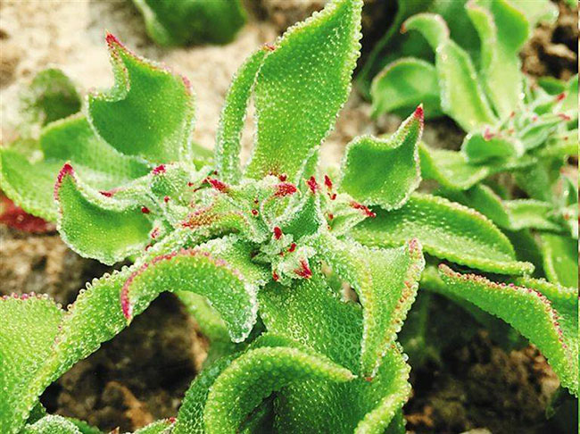 種植冰草有前景 種植冰草有前景