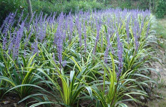 耐陰草坪品種有哪些?喜陰的草坪植物介紹