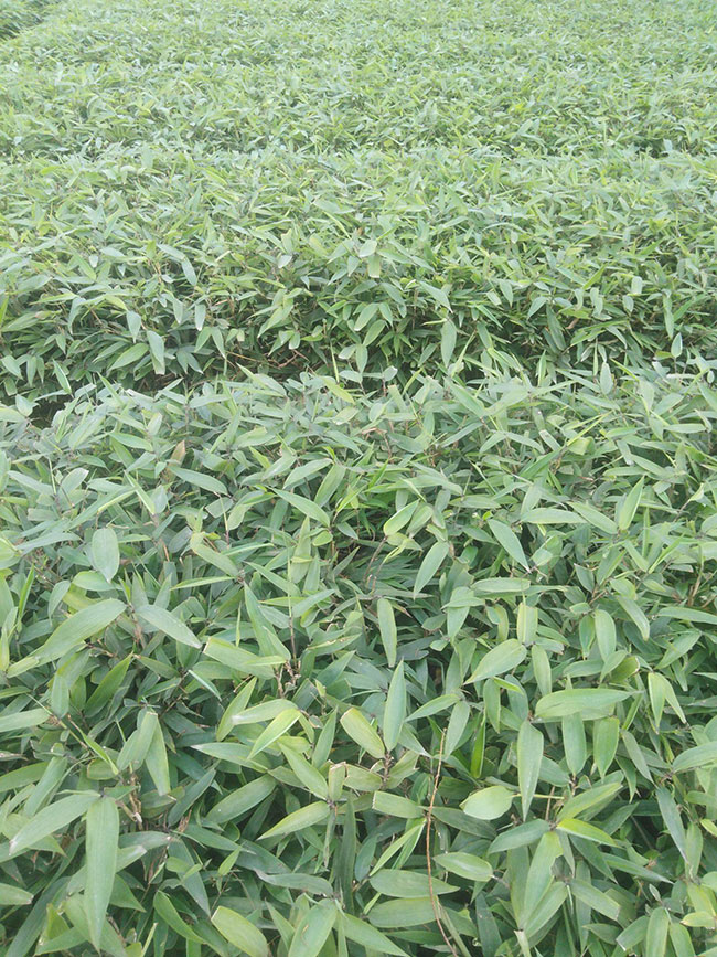 竹子的象征意義是什么 竹子的象征意義是什么