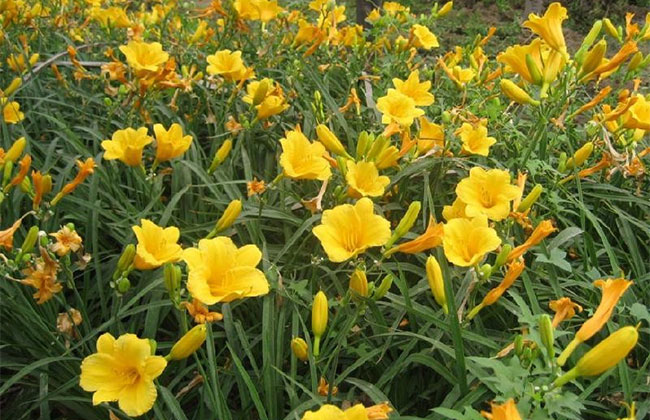 萱草的花語(yǔ)是什么?萱草的寓意和象征