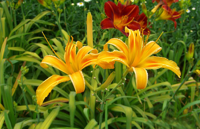 萱草的花語(yǔ)是什么?萱草的寓意和象征