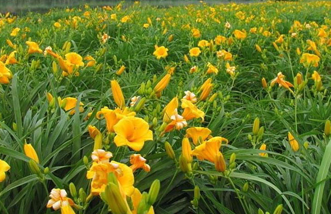 萱草的花語(yǔ)是什么?萱草的寓意和象征