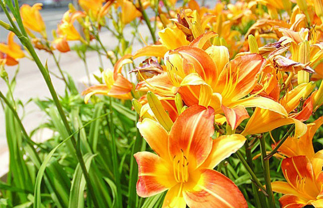 萱草的花語(yǔ)是什么?萱草的寓意和象征