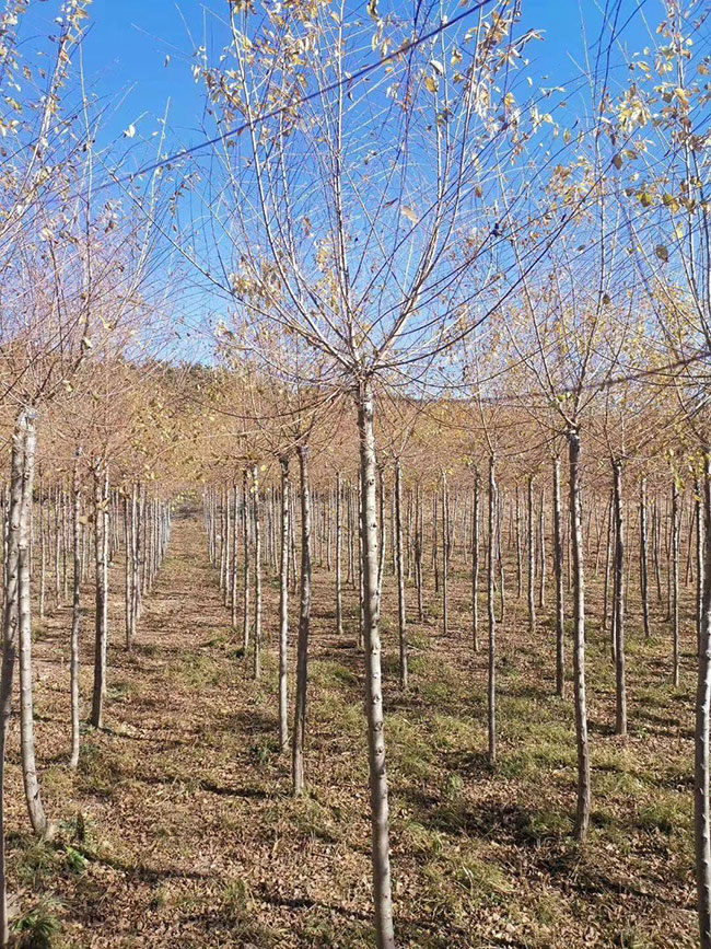 什么是白榆?家榆和白榆有什么區別?