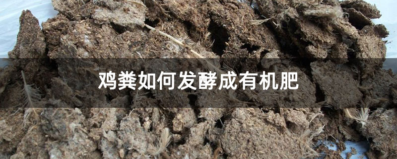 雞糞如何發酵成有機肥